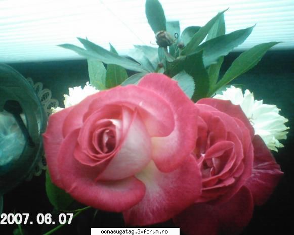 rosi rose